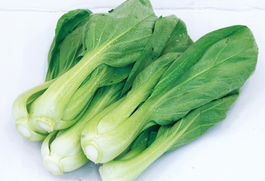 小白菜 蔬菜配送 青岛福生食品