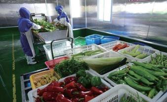 大连送菜农产品配送生鲜食材配送学校食堂饭店蔬菜配送