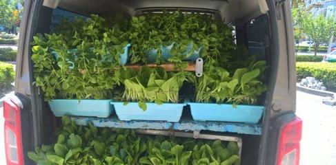 南通餐饮新风尚,蔬菜都吃活的!