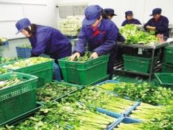 炭步蔬菜配送公司 冷链保鲜