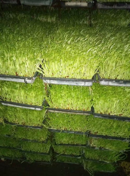 图 广州放心蔬菜配送 广州农副产品配送 广州生活配送